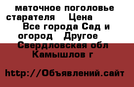 маточное поголовье старателя  › Цена ­ 3 700 - Все города Сад и огород » Другое   . Свердловская обл.,Камышлов г.